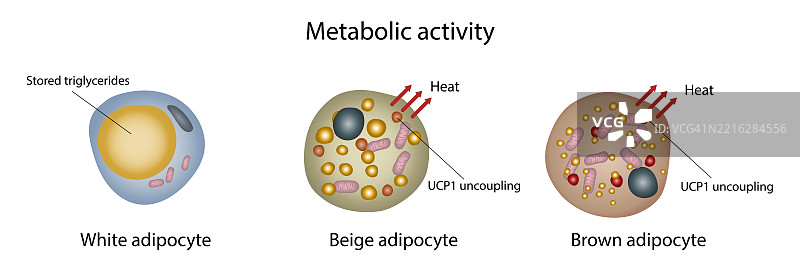 脂肪细胞中的代谢活动插图图片素材