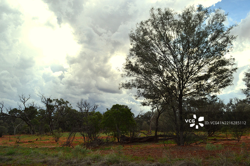 树木与天空相映图片素材