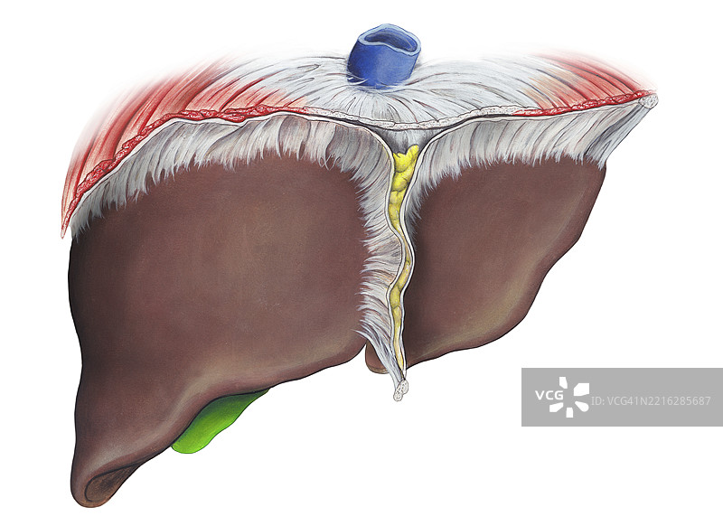 人类肝脏插图图片素材