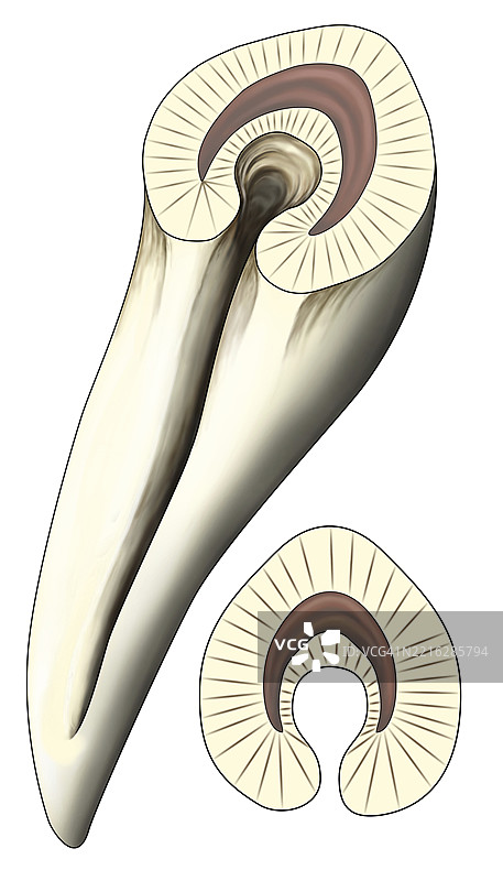 后牙槽蛇的牙齿结构与毒腺沟，插图图片素材