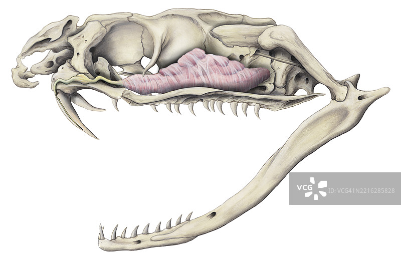 前牙蛇头骨与毒腺插图图片素材