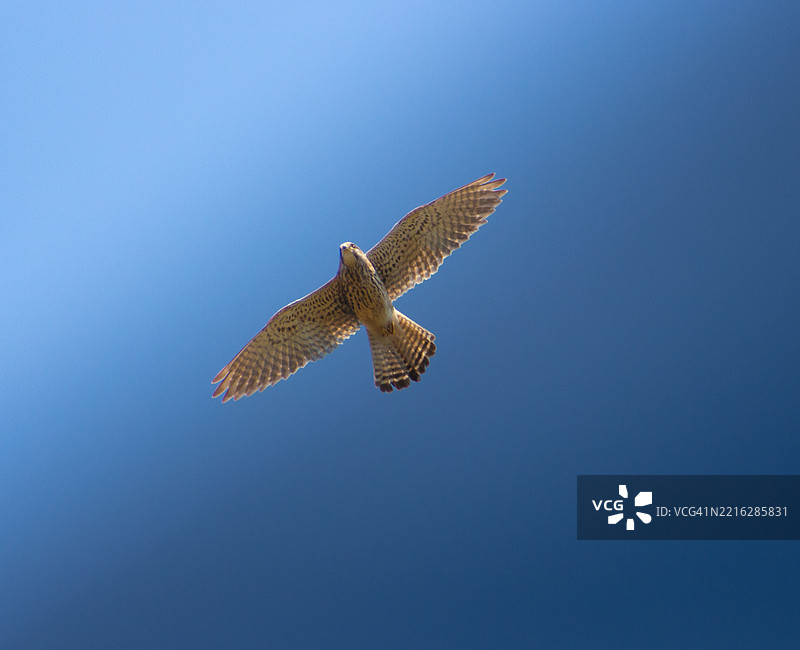 低角度视图的猛禽在晴朗的蓝天中飞翔图片素材