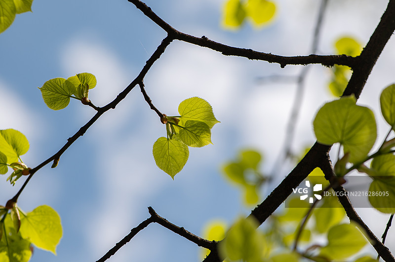 低角度视图的叶子与天空相对图片素材