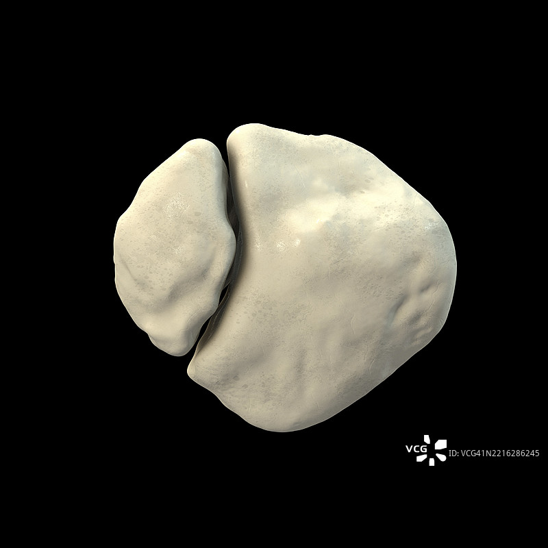 双瓣髌骨插图图片素材