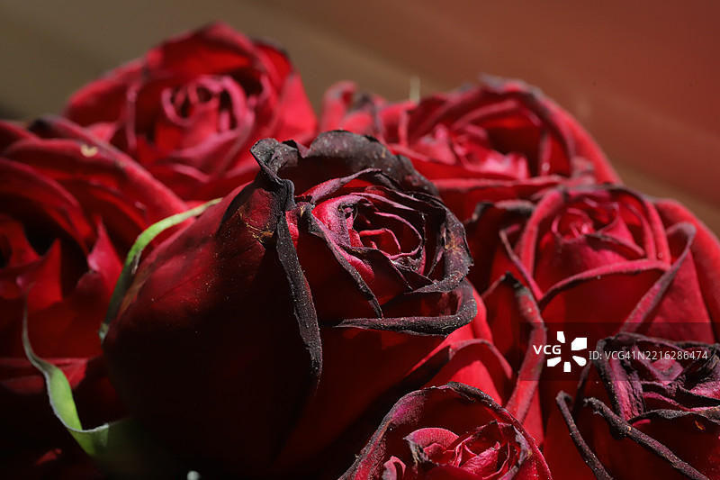 玫瑰特写图片素材