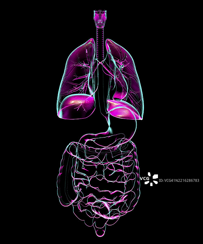 人类呼吸系统和消化系统解剖图示图片素材
