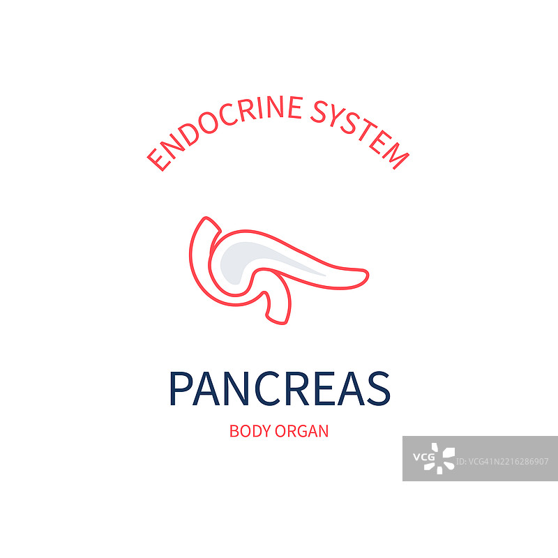 胰腺，概念插图图片素材