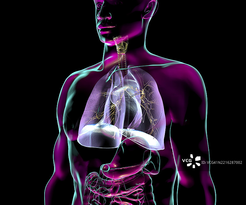 人类呼吸系统解剖图，插图图片素材