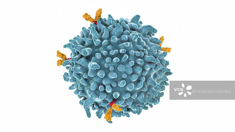 B淋巴细胞插图图片素材