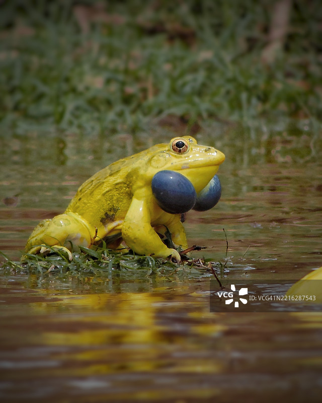 湖中蛙类的特写镜头图片素材