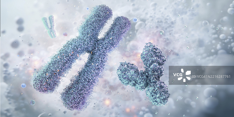 人类X和Y染色体插图图片素材