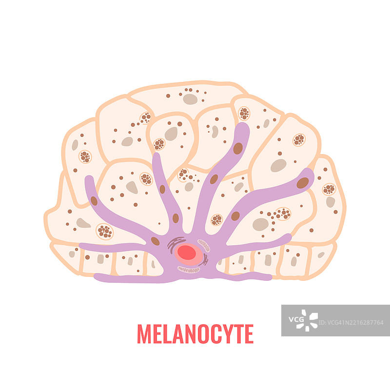 黑色素细胞插图图片素材