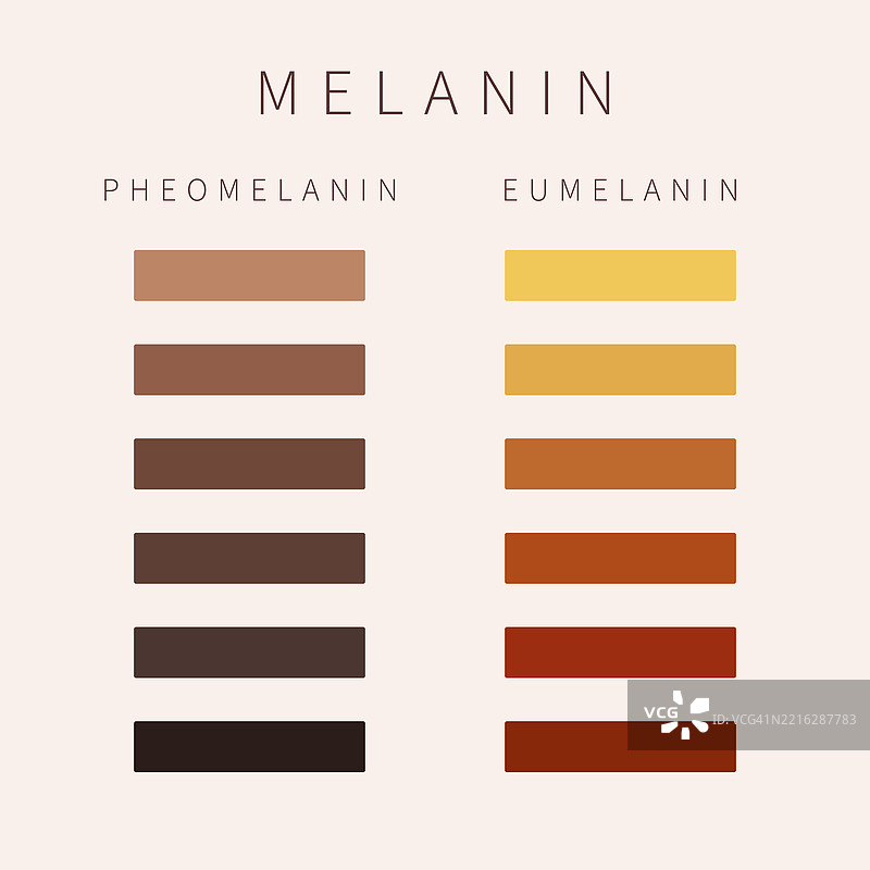 黑色素肤色调色板示意图插图图片素材