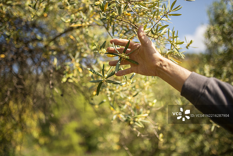 农民在开花的橄榄树上手工采摘花枝，以便在结出橄榄后制作橄榄油。春天的橄榄树盛开，橄榄收获在花期结束后开始。图片素材