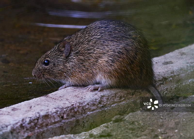 德克萨斯州洛斯弗雷诺斯的一只老鼠特写在岩石上图片素材