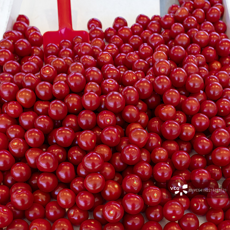 新鲜的红樱桃番茄，市场摊位，图尔库市场广场图片素材