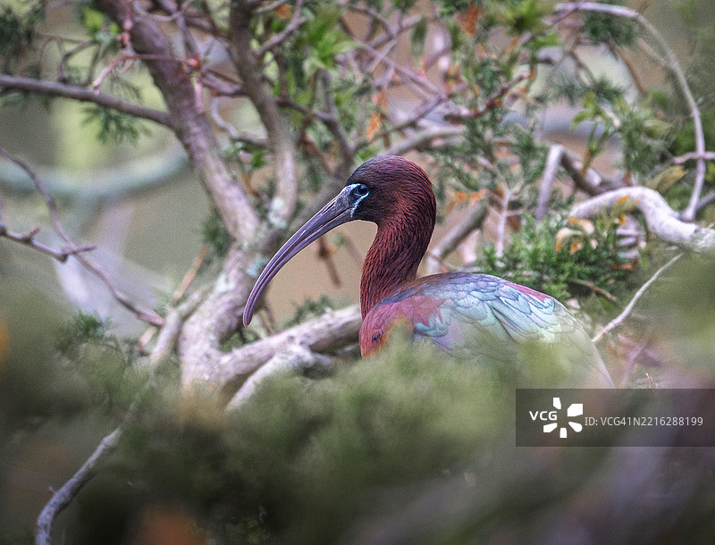 树上的鸟特写，海洋城，新泽西州，美国图片素材