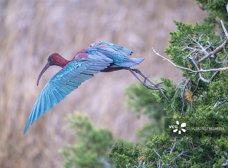 一只白鹭在植物上空飞翔的特写，海洋城，新泽西州，美国图片素材