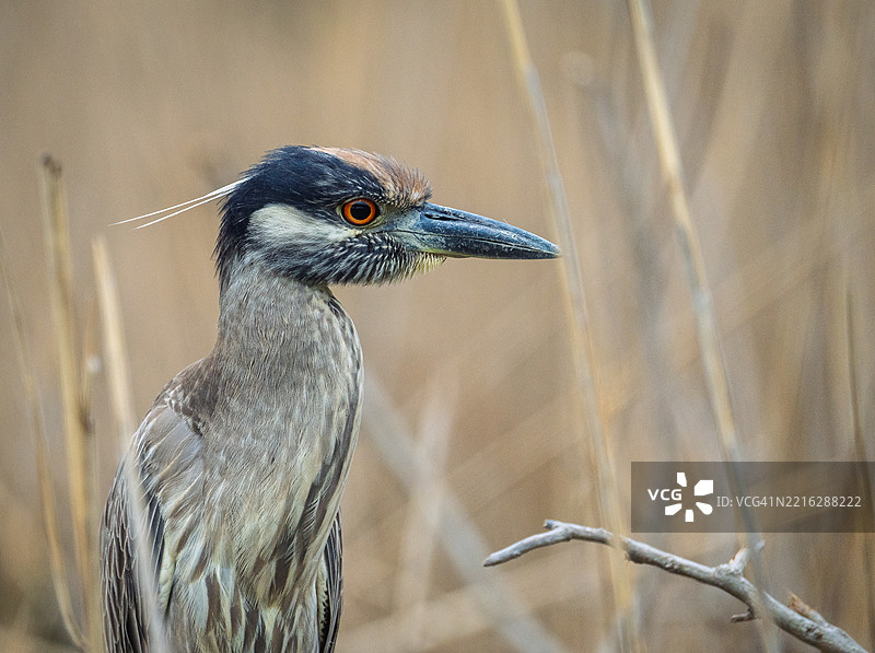 猎鹰特写，海洋城，新泽西州，美国图片素材