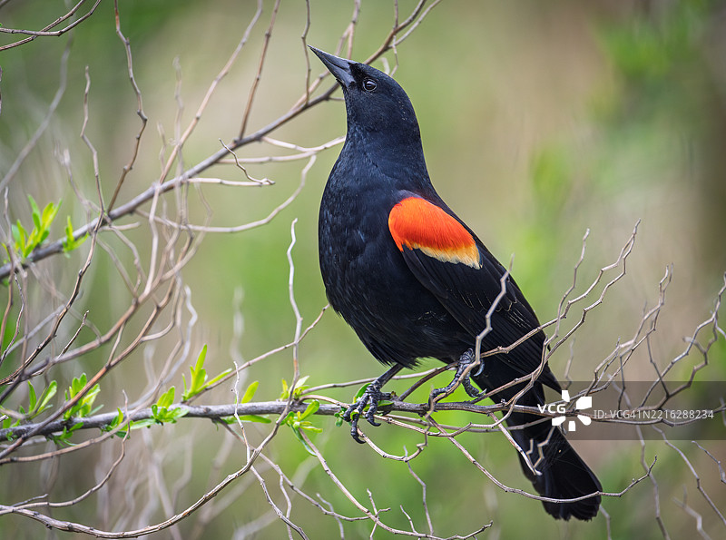 红色歌曲鸟栖息在树枝上，海洋城，新泽西州，美国图片素材