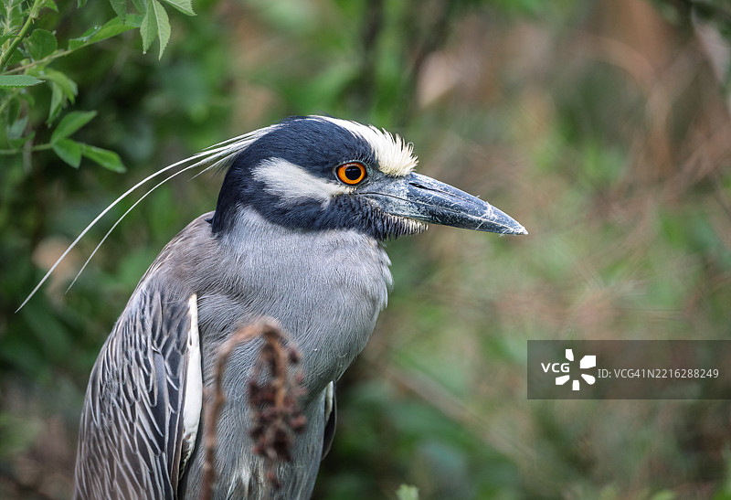 苍鹭特写，海洋城，新泽西州，美国图片素材