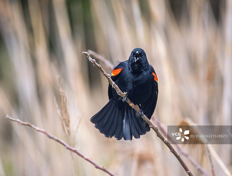 红色歌鸲栖息在植物上的特写，海洋城，新泽西州，美国图片素材