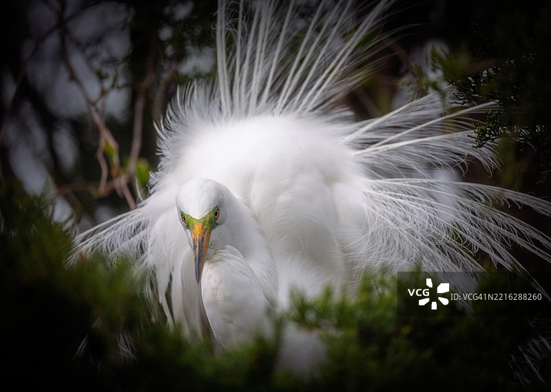 白鹭特写，海洋城，新泽西州，美国图片素材