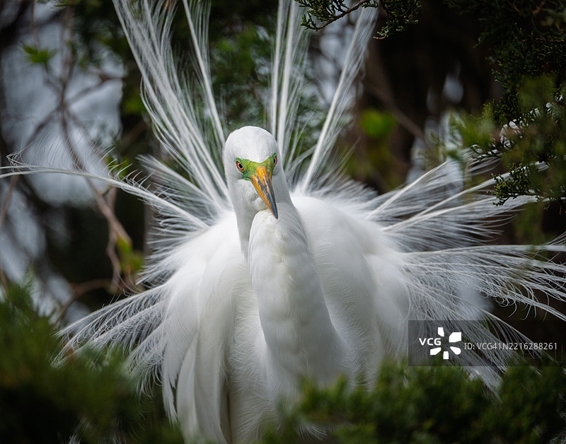 大白鹭特写，海洋城，新泽西州，美国图片素材