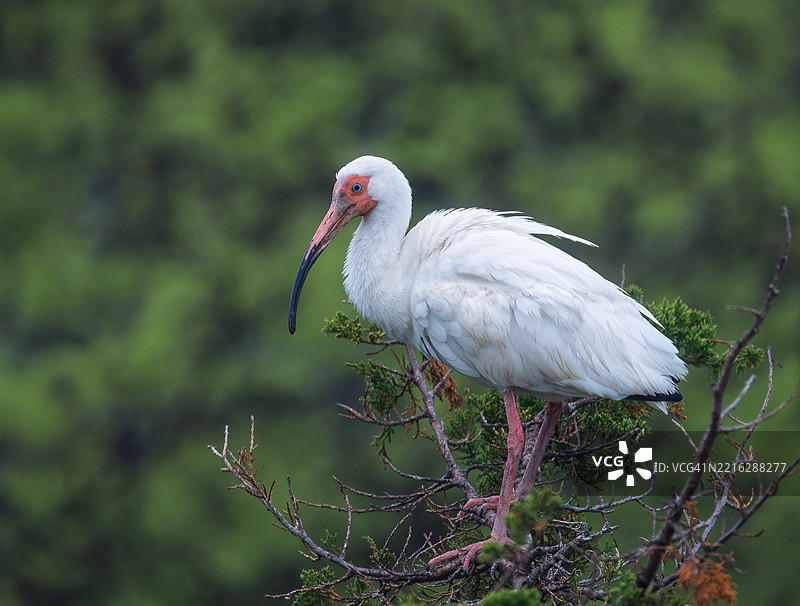 近距离拍摄的鹮鸟栖息在树枝上，海洋城，新泽西州，美国图片素材
