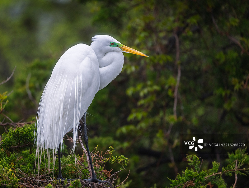 在新泽西州海洋城，一只苍鹭栖息在田野上的特写镜头图片素材
