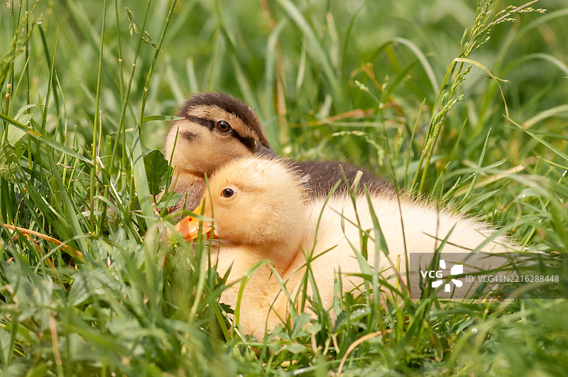 小鸭子在草地上的特写镜头图片素材