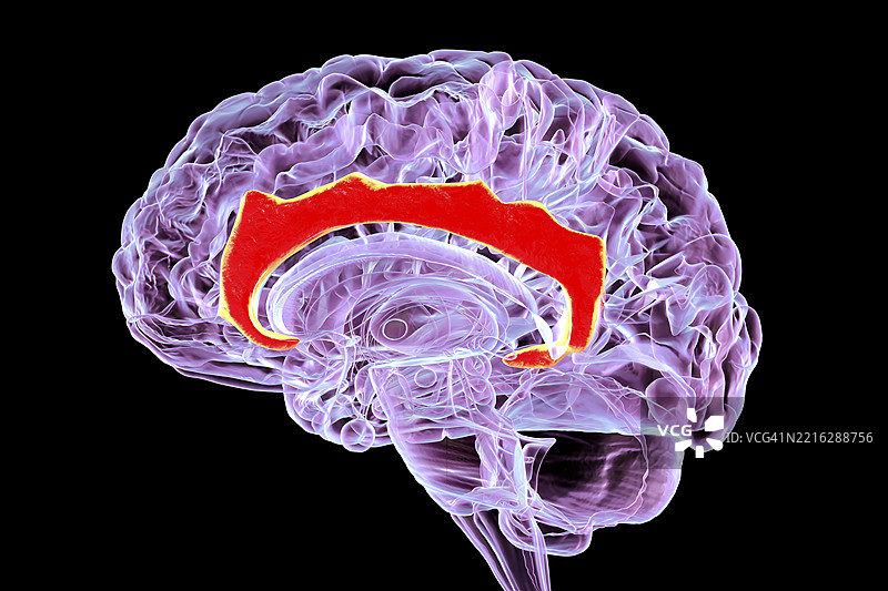 人脑中的楔叶回，插图图片素材