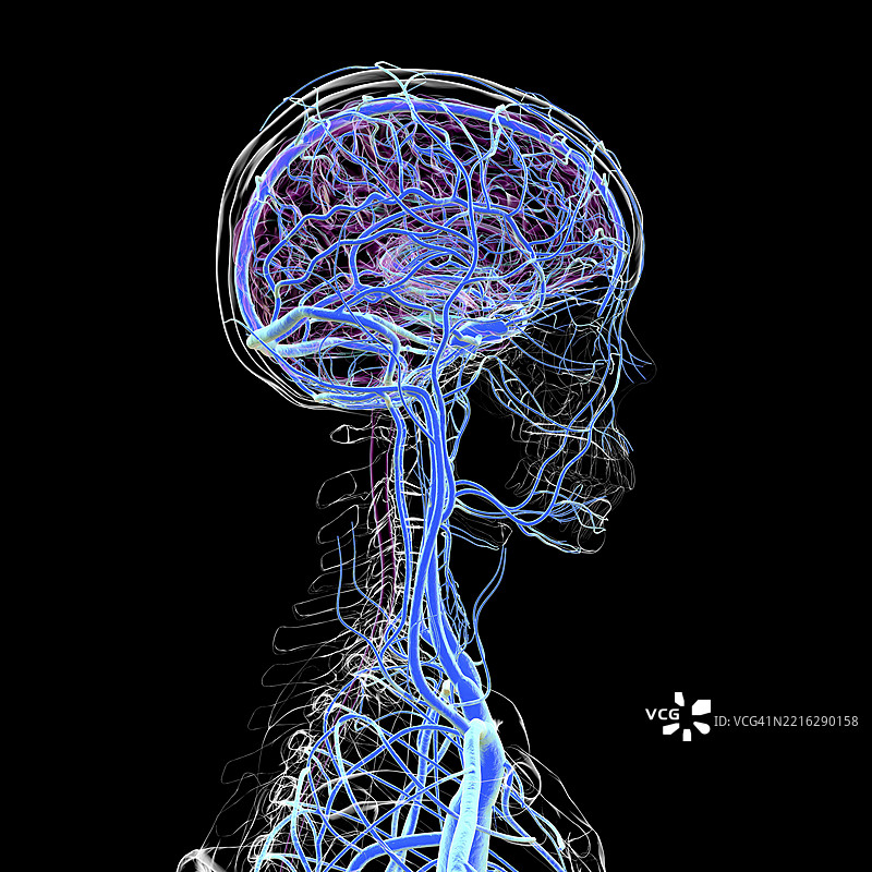 脑静脉，插图图片素材