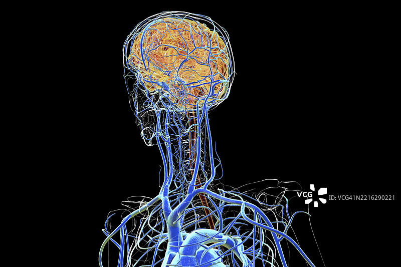 脑静脉，插图图片素材