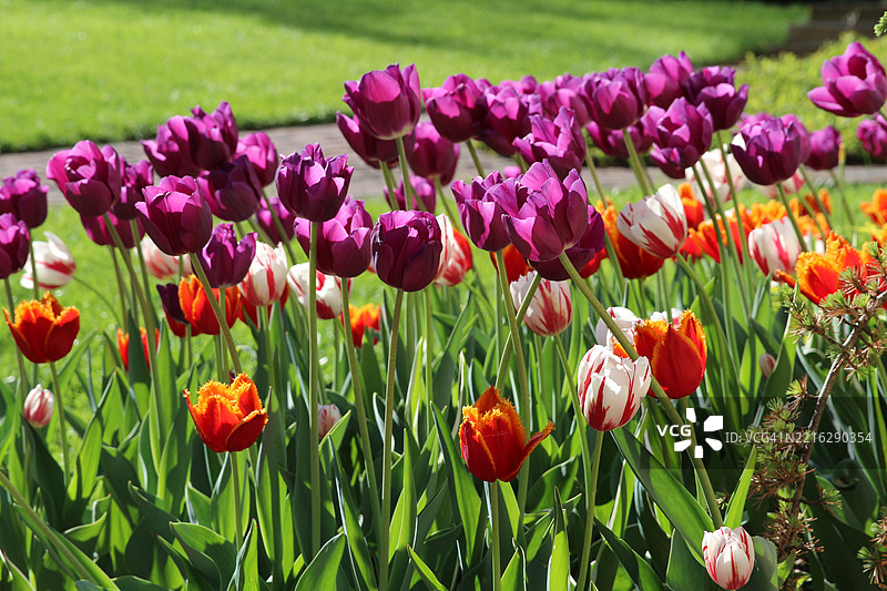 五彩斑斓的郁金香在花园中盛开。红白相间、紫色、红色和黄色的郁金香在斑驳的阳光下绽放。图片素材