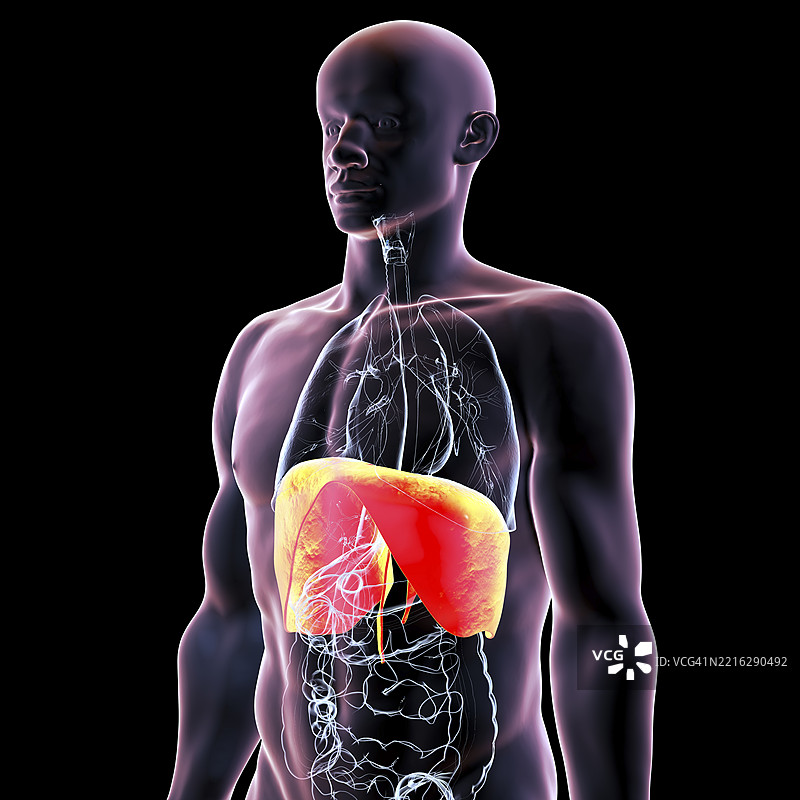 突出膈肌的人体插图图片素材