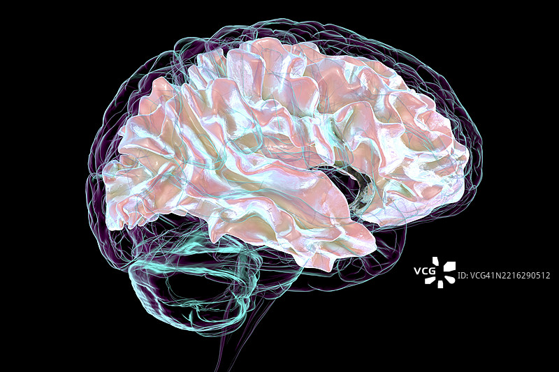 人脑与白质插图图片素材