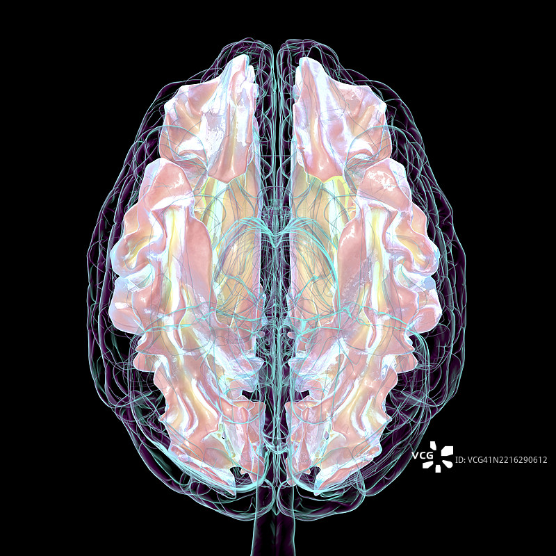 人脑与白质插图图片素材