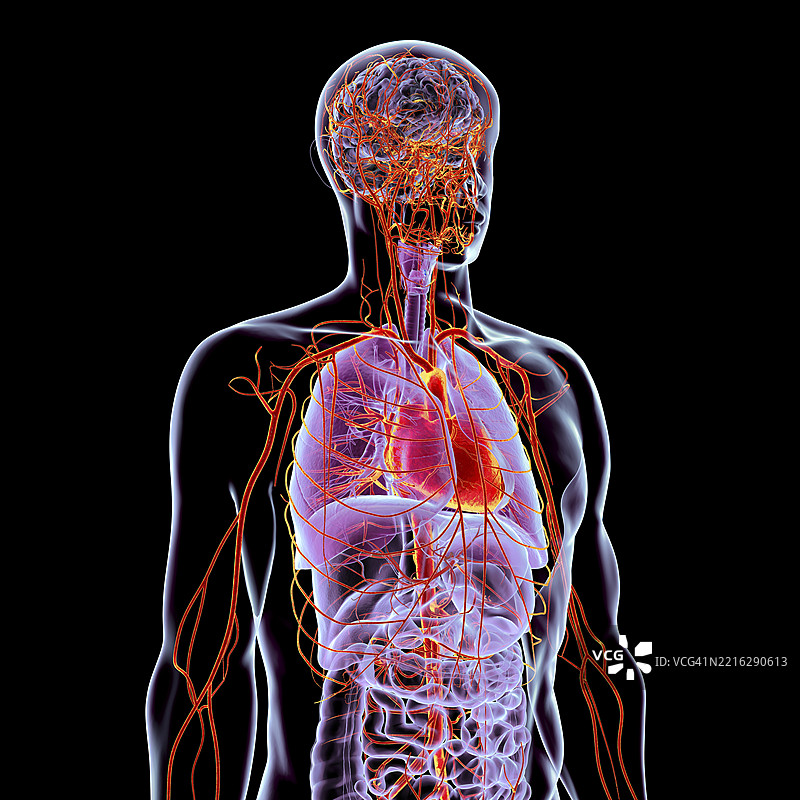 人体解剖学插图图片素材
