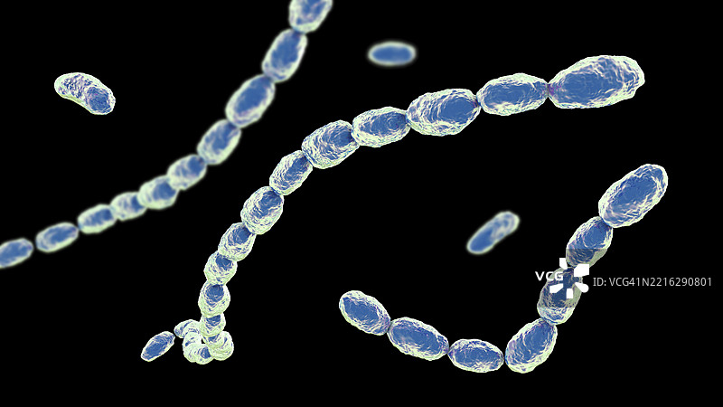 杜克雷嗜血杆菌插图图片素材