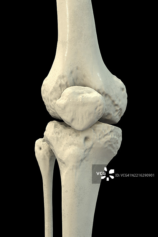 膝关节骨骼解剖图示图片素材