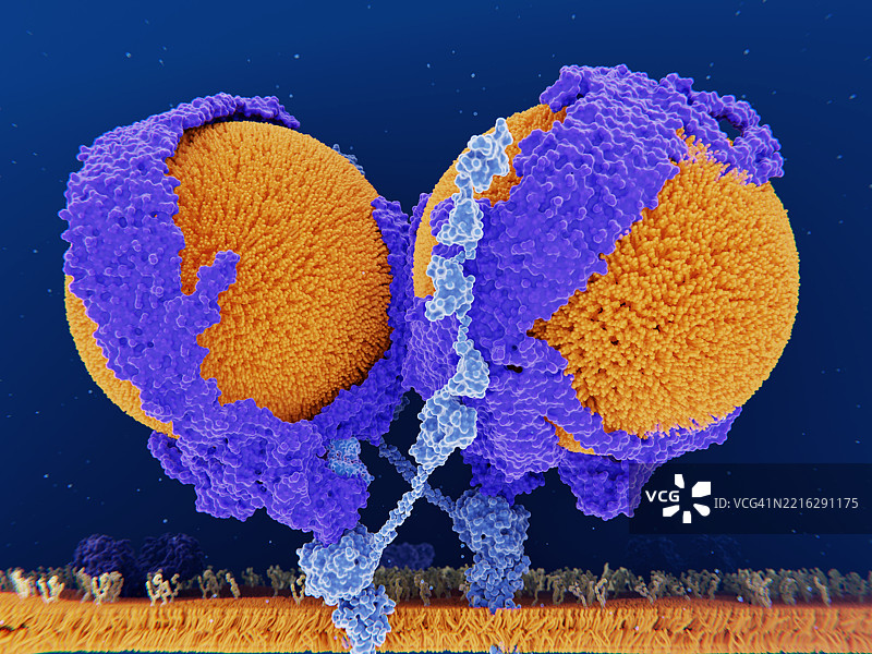低密度脂蛋白与受体结合的插图图片素材