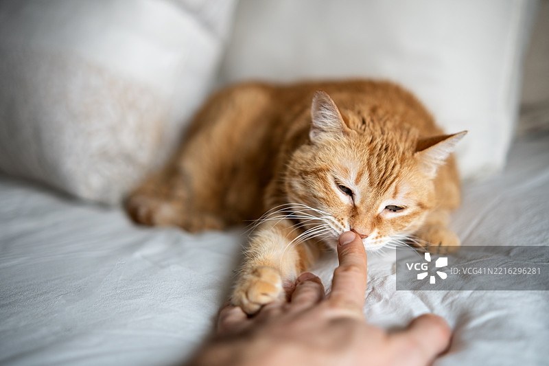 姜色虎斑猫在床上嗅主人的手指图片素材