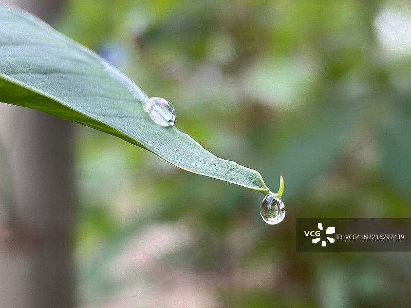 叶子上的雨滴特写图片素材