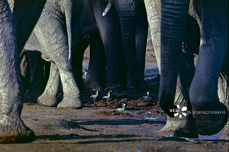 铁匠鸻图片素材