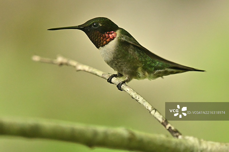 红喉蜂鸟栖息在树枝上图片素材
