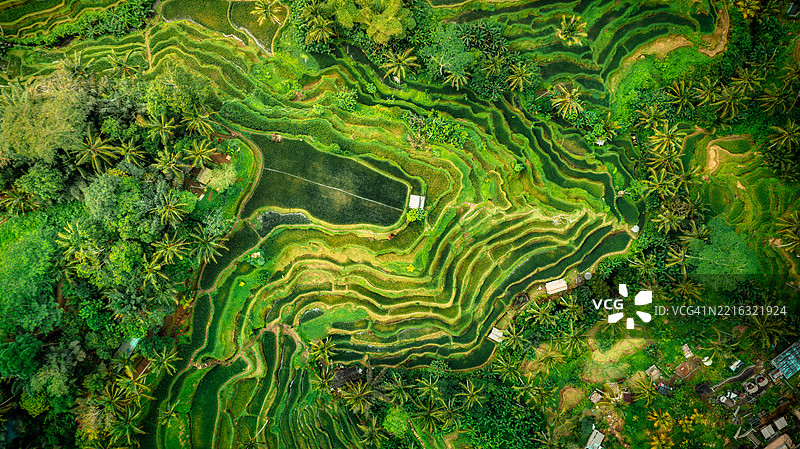 印度尼西亚巴厘岛的特卡拉朗稻田梯田图片素材