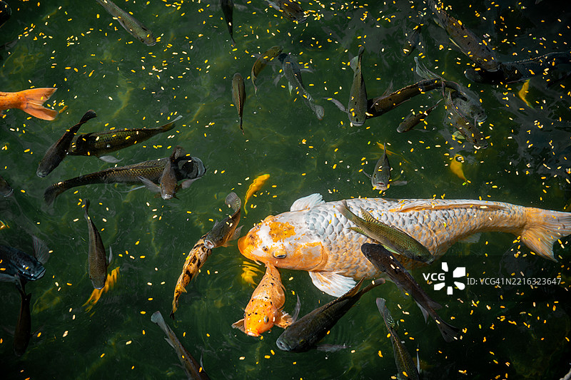 从高处俯瞰在巴厘岛池塘中游泳的锦鲤图片素材