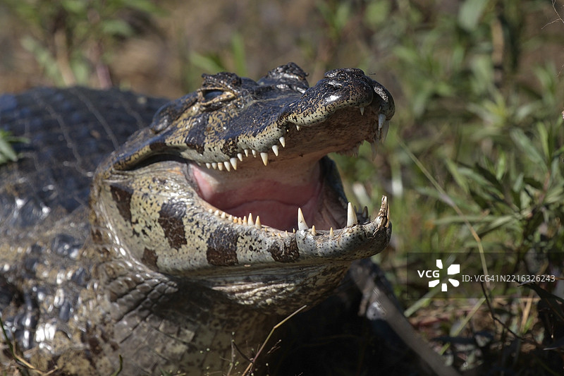 宽吻鳄图片素材