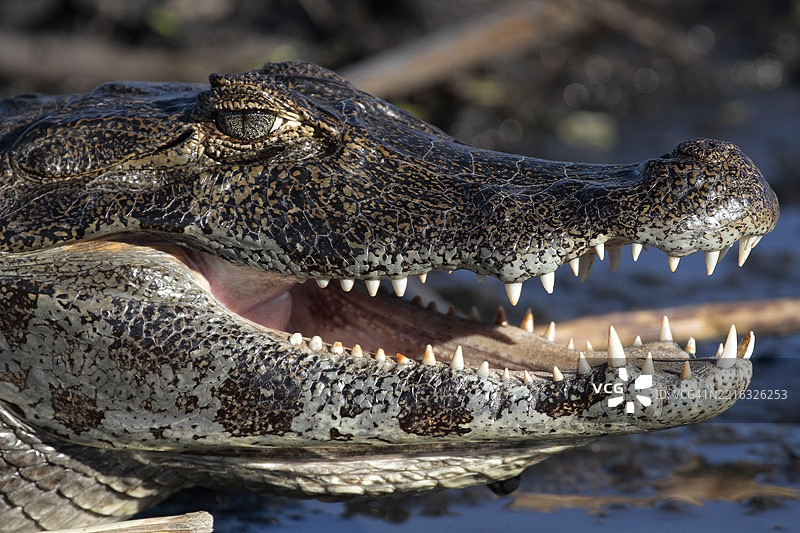 宽吻鳄图片素材